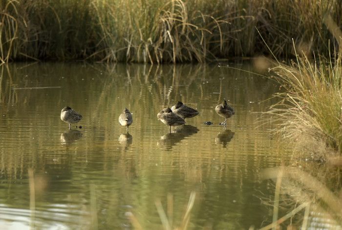 ducks in a local wetland